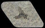 Fossil March Fly (Plecia) - Green River Formation #65177-1